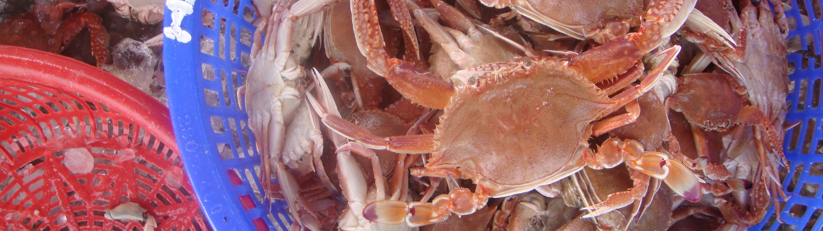 Responsible Sourcing, Traceability & Improvement Programmes